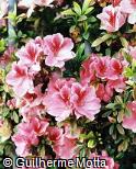 Rhododendron simsii ´Mrs. G.W. Leak´