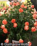 Rosa x grandiflora ´Conchita´