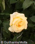 Rosa x grandiflora ´Crème de la crème´
