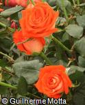 Rosa x grandiflora ´Verano´