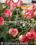 Rosa x grandiflora ´Classic cesanne´