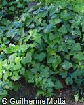 Hedera helix ´Thorndale´
