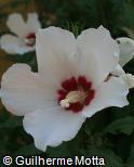 Hibiscus syriacus ´Red Heart´