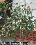 Camellia japonica ´Ed Combatalade´