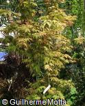 Acer palmatum ´Osakazuki´