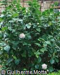 Camellia japonica ´Lavinia Maggi´