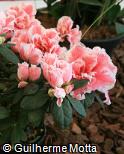 Rhododendron  ´Eri´
