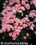 Rhododendron simsii ´Christine Matton´