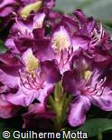 Rhododendron × hybridum ´Frank galsworthy´