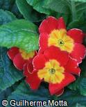 Primula x polyantha ´Crescendo bright red´