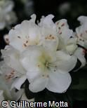 Rhododendron  ´Polarstern´