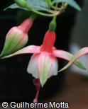 Fuchsia × hybrida ´Ballet Girl´