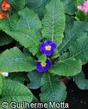 Primula x polyantha ´Crescendo blue shades´