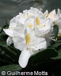 Rhododendron  ´Belle Heller´