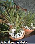 (AGST2) Agave stricta