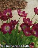 Tulipa gesneriana ´Negrita´