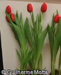 Tulipa  ´Ile de France´