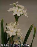 (NAPA) Narcissus papyraceus