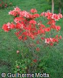 Rhododendron simsii ´Frank Arsen´
