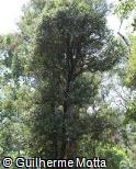 Lagunaria patersonia