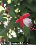 Fuchsia × hybrida ´Nellie Nuttall´
