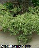 Aptenia cordifolia ´Variegata´