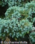 Juniperus squamata ´Blue Star´