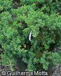 (JURI) Juniperus rigida var. conferta ´Blue Pacific´