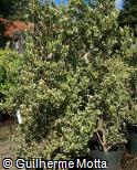 Osmanthus heterophyllus ´Variegatus´