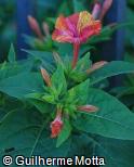 Mirabilis jalapa ´Yellow And Red Marbles´