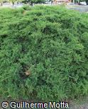 Juniperus × media ´Pfitzeriana´