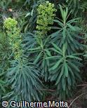 Euphorbia characias ´Black Pearl´