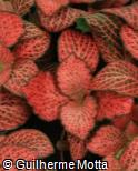 Fittonia albivenis ´Forest Flame´