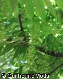 Pterocarya × rehderiana