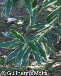 Nerium oleander ´Mrs. Rouge´