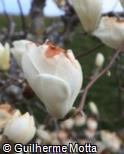 Magnolia × soulangeana ´Lennei Alba´