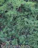 (JUPF) Juniperus × pfitzeriana