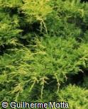 Juniperus × media ´Old Gold´