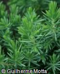 Juniperus rigida var. conferta ´Blue Pacific´