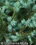 Juniperus squamata ´Blue Star´