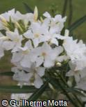 Nerium oleander ´Sister Agnes´