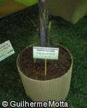 Phoenicophorium borsigianum