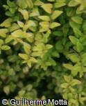 Lonicera ligustrina subsp. yunnanensis ´Baggesen´s Gold´
