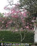 Magnolia × soulangeana ´Lennei´