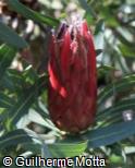 (PRCY2) Protea cynaroides