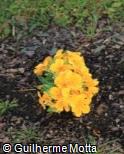 Primula x polyantha ´Danova Yellow With Eye´