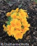 Primula x polyantha ´Danova Yellow With Eye´