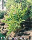 Alpinia zerumbet ´Variegata´