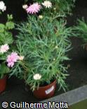 Argyranthemum frutescens ´Pomponette Pink`´