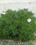 Argyranthemum frutescens ´Bridesmaid´
